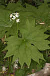 American umbrellaleaf